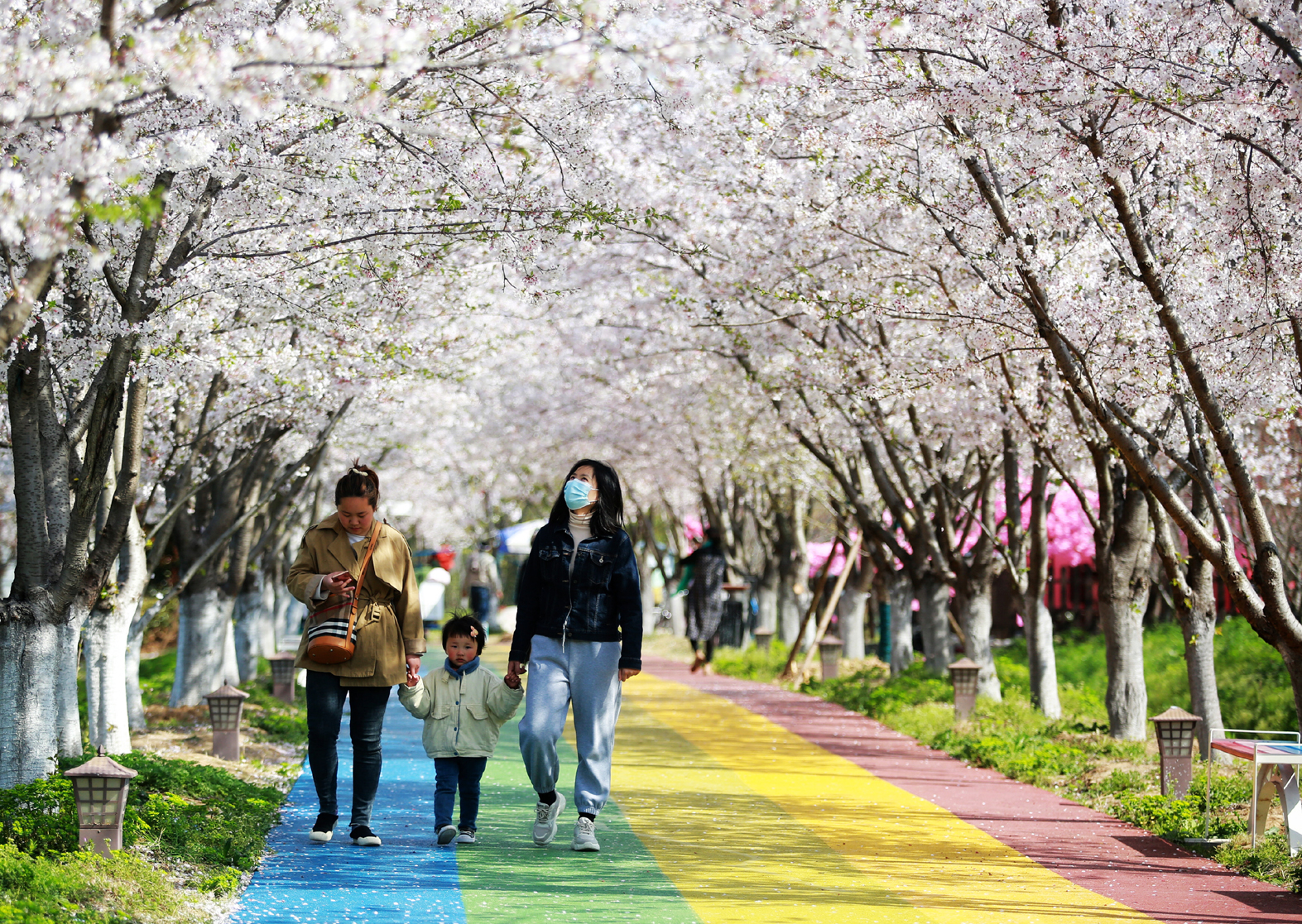 每年3月底到4月中旬,近50萬人次遊客造訪櫻花園,遊人徜徉在櫻花園裡