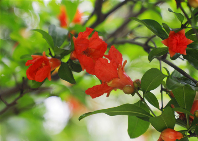 花情預報春花開盡見深紅石榴花開遍龍城