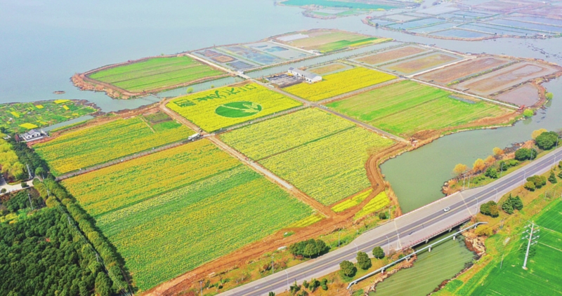 走进江苏省昆山市锦溪镇长云村,沿着可容一辆汽车通过的田垄马路行驶