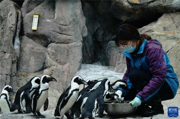 5月19日,在上海動物園靈長類育嬰房,飼養員為動物寶寶配餐.